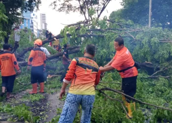 Hujan Angin Terjang Sukoharjo, Pohon Tumbang Tutup Jalan Solo Baru