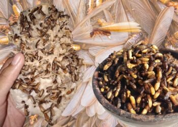 Laron: Camilan Musiman yang Bikin Merinding Tapi Ketagihan