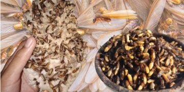 Laron: Camilan Musiman yang Bikin Merinding Tapi Ketagihan