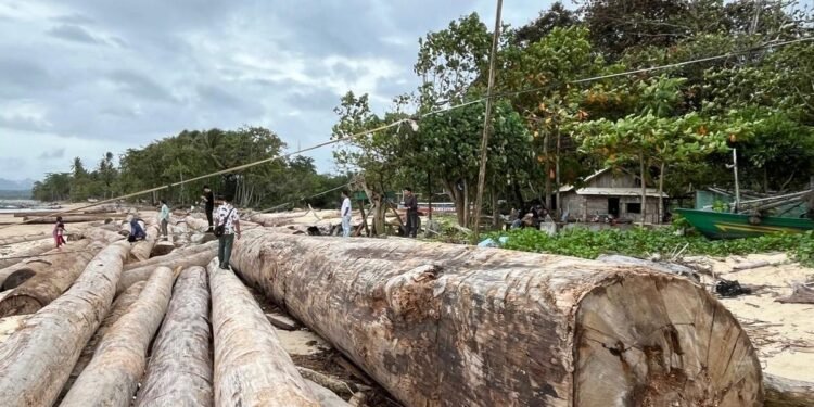 Kayu Gelondongan di Bencana: Bukti Nyata, Tindak Lanjut Tak Ada