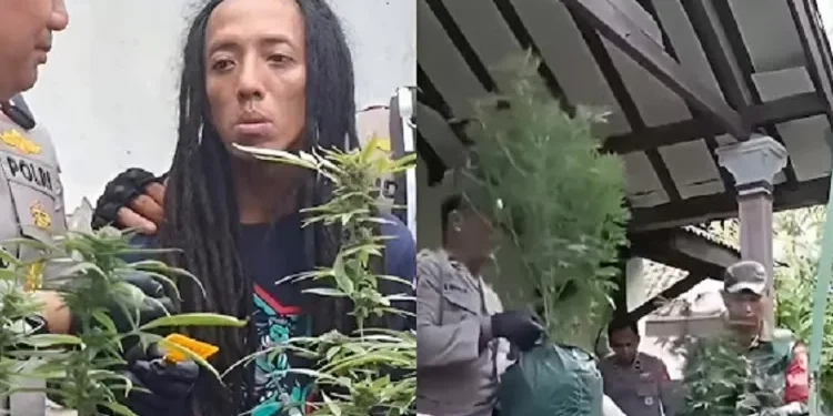 Kontrakan di Jombang Digerebek, Polisi Temukan 110 Batang Ganja