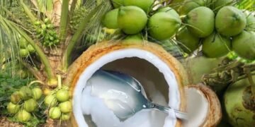 Air Kelapa: Minuman ‘Receh’ yang  Jadi Superhero Tubuh Kamu