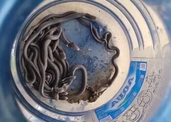 Puluhan Bayi Kobra Bersarang di Perumahan Madiun