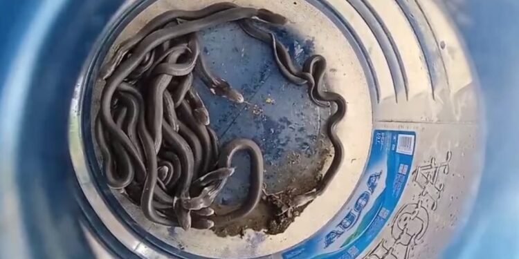 Puluhan Bayi Kobra Bersarang di Perumahan Madiun