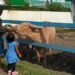 Wisata Murah di Solo yang Diam-Diam Bangun Empati Anak