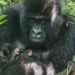Kelahiran Kembar Gorila di Virunga: Kabar Baik di Tengah Terbakar Konflik