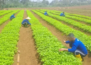 Dapur MBG Wajib Serap Sayur Dari Lapas, Penolak Terancam Tutup
