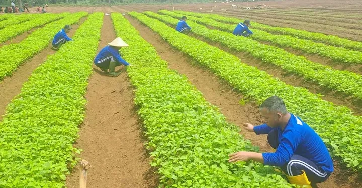 Dapur MBG Wajib Serap Sayur Dari Lapas, Penolak Terancam Tutup