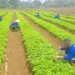Dapur MBG Wajib Serap Sayur Dari Lapas, Penolak Terancam Tutup