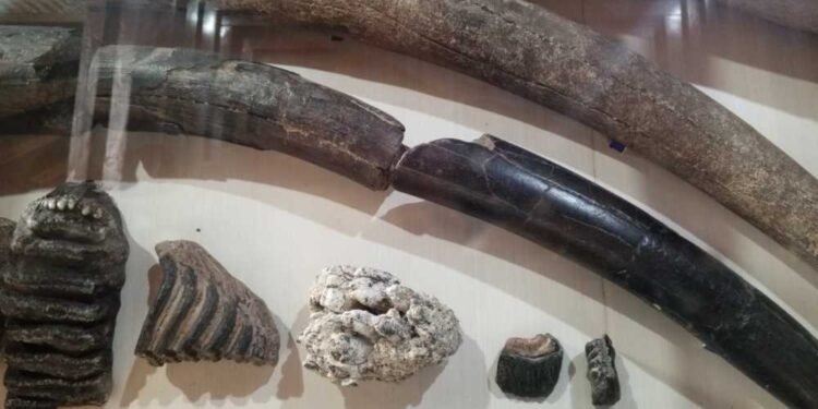 Museum Purabaya, Jejak Lama yang Tetap Menyala