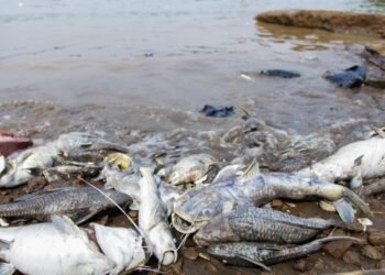 Dulu Sumber Kehidupan, Kini Sumber Ketakutan: Tragedi Sunyi Cisadane