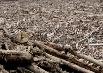 Banjir Aceh Utara: Kayu Hanyut Jadi Simbol Kelalaian Tata Kelola