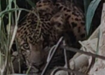 Macan Tutul Masuk Rumah Gegerkan Warga Tawangmangu Dini Hari