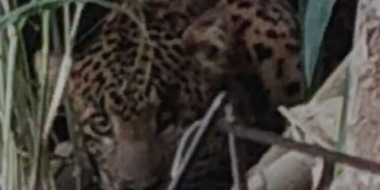 Macan Tutul Masuk Rumah Gegerkan Warga Tawangmangu Dini Hari