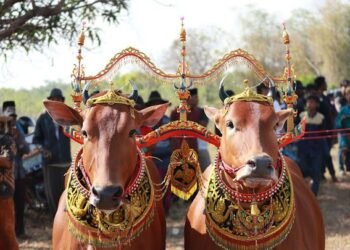 Ketika Sapi Sonok Madura Mengajarkan Arti Harmoni