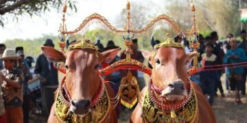 Ketika Sapi Sonok Madura Mengajarkan Arti Harmoni