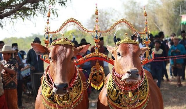 Ketika Sapi Sonok Madura Mengajarkan Arti Harmoni