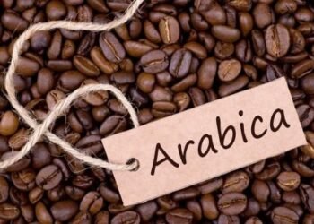 Kopi Arabika Terancam: Krisis Iklim Mulai Menyeduh, Masa Depan Pahit?