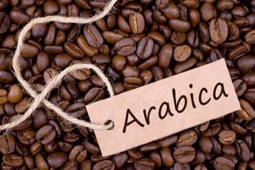 Kopi Arabika Terancam: Krisis Iklim Mulai Menyeduh, Masa Depan Pahit?