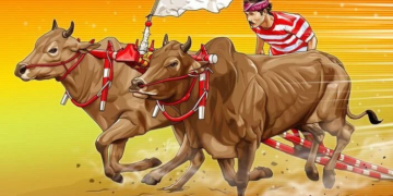 Karapan Sapi: Debu, Doa, dan Harga Diri di Garis 100 Meter