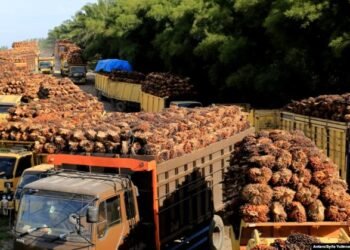 Harga CPO Melejit: Biodiesel Jadi Raja Baru, Dompet Siap Ikut Terbakar?