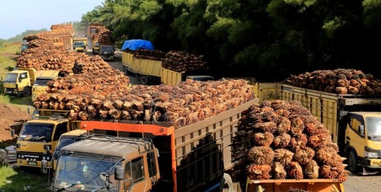 Harga CPO Melejit: Biodiesel Jadi Raja Baru, Dompet Siap Ikut Terbakar?