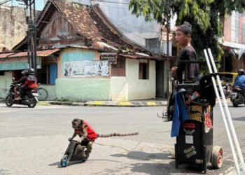 Topeng Monyet: Di Balik Aksi Lucu, Ada Realita yang Pahit