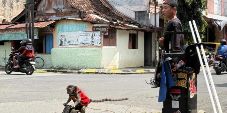 Topeng Monyet: Di Balik Aksi Lucu, Ada Realita yang Pahit