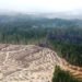 Hutan Kalimantan Rusak: Paru-Paru Dunia Kini di Ujung Napas?