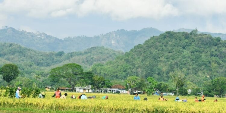 Karst Dihancurkan, Rakyat Disingkirkan: Ini Pembangunan atau Pengorbanan?