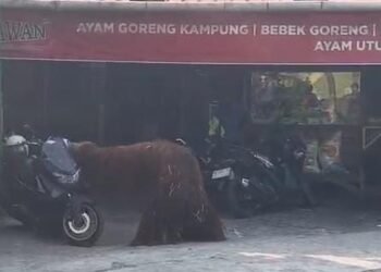 Orangutan Solo Safari Lepas, Masuk Warung hingga Kos di Jebres