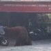 Orangutan Solo Safari Lepas, Masuk Warung hingga Kos di Jebres