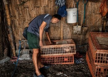 Harga Ayam Aman, Pedagang Tetap Cemas