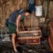 Harga Ayam Aman, Pedagang Tetap Cemas