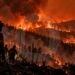 Karhutla Menerjang Jatim dan Kaltara, 38 Hektare Lahan Terbakar