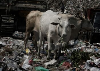 Wali Kota Solo Instruksikan Cek Kesehatan Ternak Putri Cempo